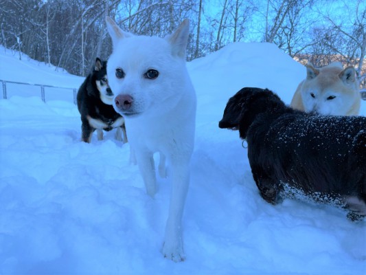 雪といっしょ ♪