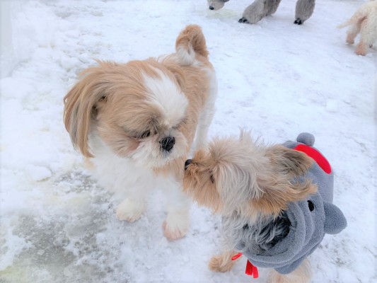 どか雪！！