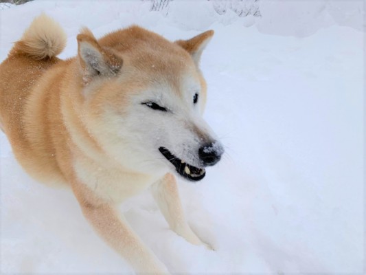 やっぱり楽しい！