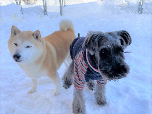 最後の雪！？