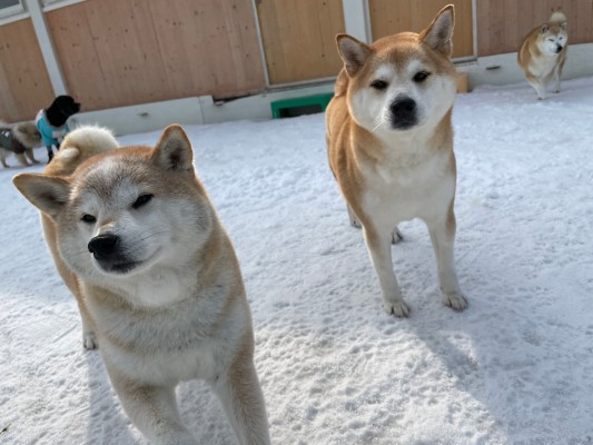 雪解け！