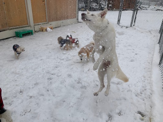 今年最初の雪遊び♪