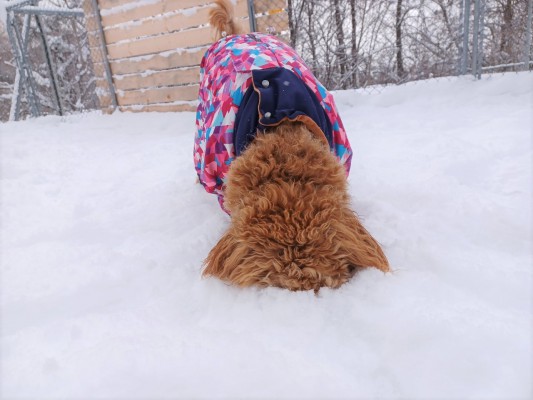 雪の日の過ごし方は？