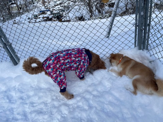 雪の中で宝探し？？