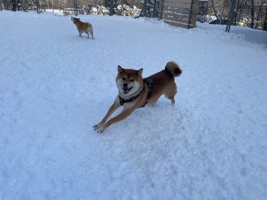 雪遊び日和！