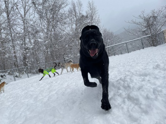 また雪降ったよ♪