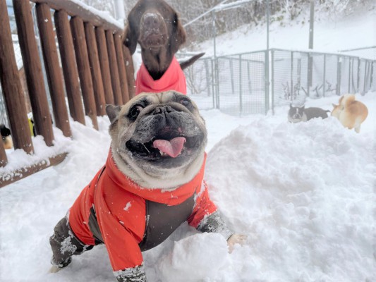 雪やっほーい♪