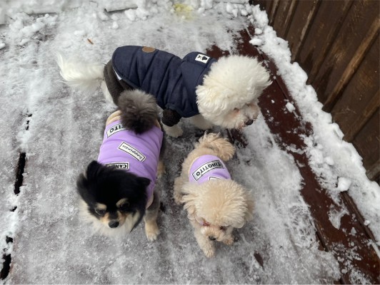 今日もみんなで雪遊び♡