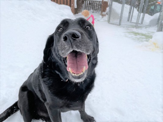 ふわふわの雪