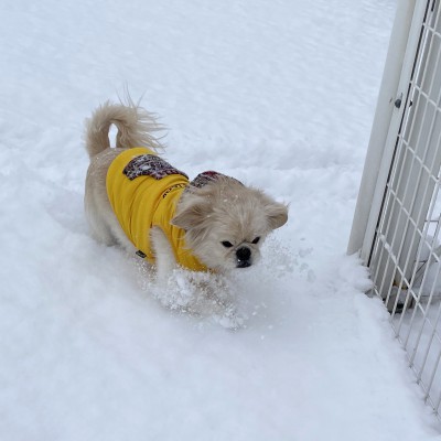 雪だぁー‼