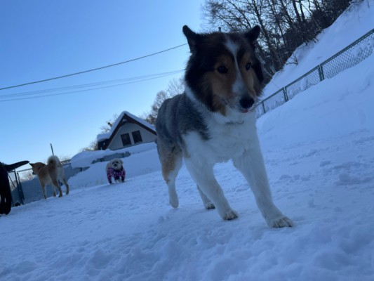 除雪ありがとう！