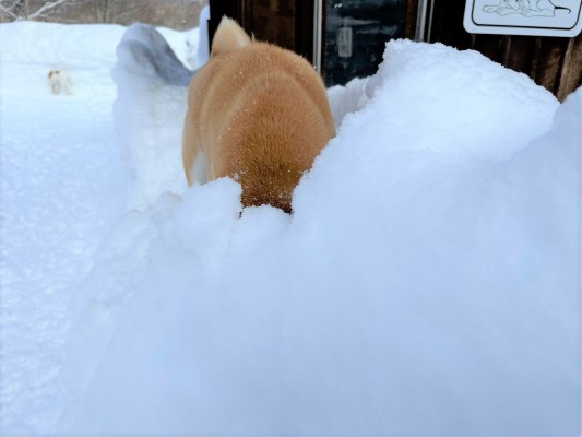 ふわふわの雪♪