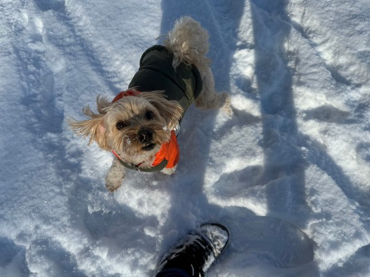 ふわふわの雪再来！！！