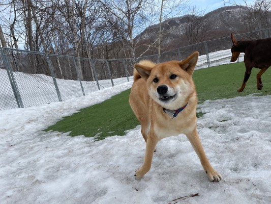 雪解け♪