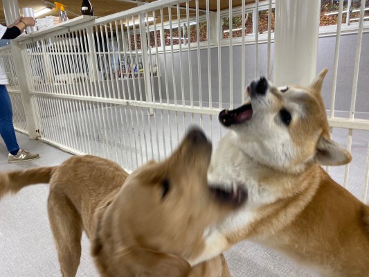 もうすぐ冬だね°˖✧