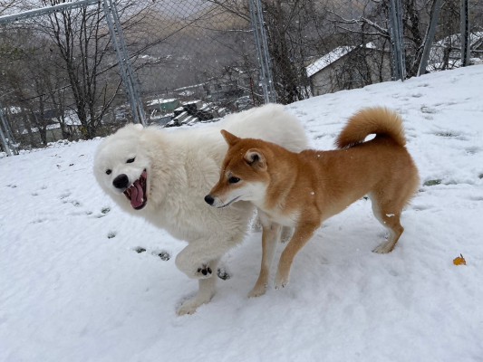 ついに雪が降ったね☃