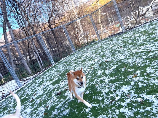 雪ってテンション上がる～