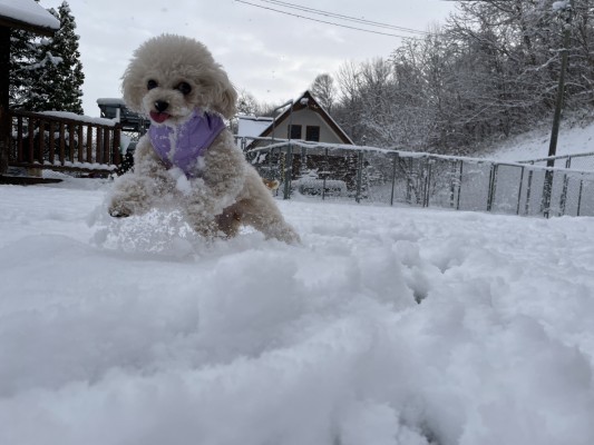 全力☆雪遊び