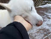 ドッグランたのしい♪