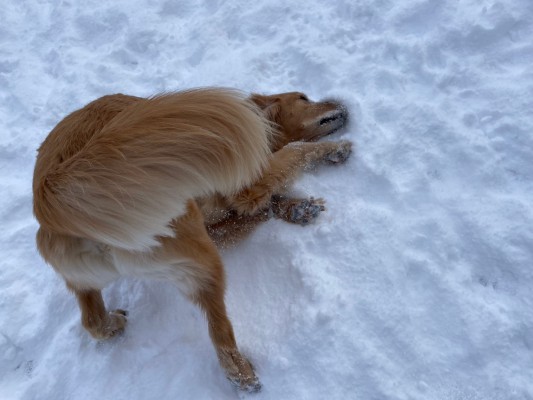 雪、だあいすき！♡