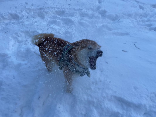 雪サイコー！