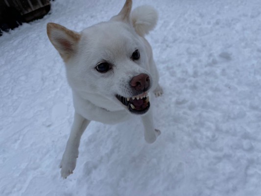 新年もDOGBONDをエンジョイ★