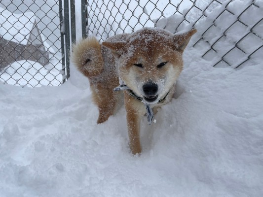 真っ白けっけ！