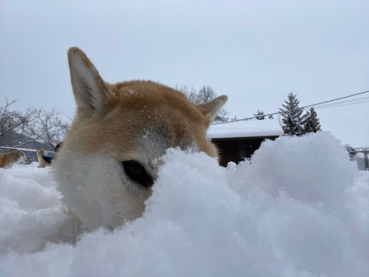 雪の壁✩