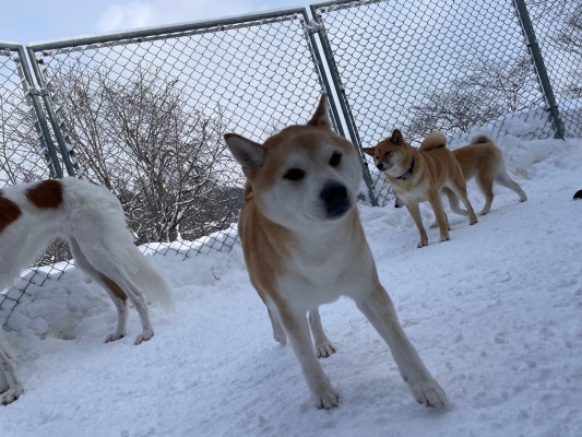 大雪だあ～～～～～～～～！