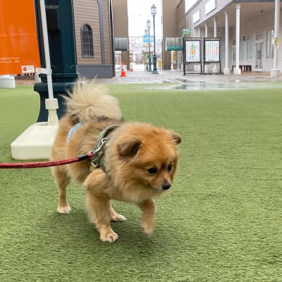 雨だね