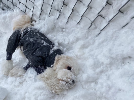 雪増えた♪